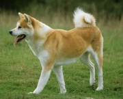 Akita Inu (3)