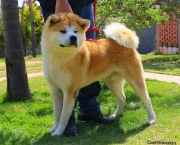 Akita Inu (4)