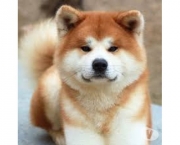 Akita Inu (5)