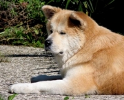 Akita Inu (6)