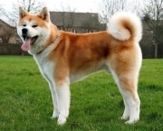 Akita Inu (7)