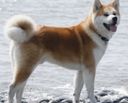 Akita Inu (8)