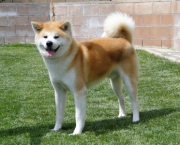 Akita Inu (10)