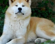 Akita Inu (11)