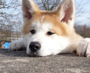 Akita Inu (12)