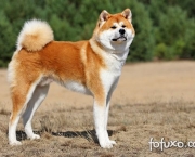 Akita Inu (13)