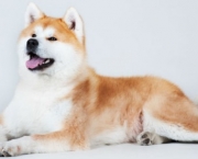 Akita Inu (14)