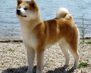 Akita Inu (15)