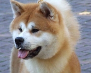 Akita Inu (16)