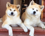 Akita Inu (17)