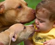 algumas-dicas-para-educar-corretamente-o-pit-bull-2