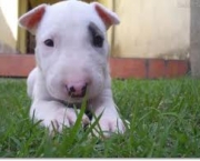 algumas-dicas-para-educar-corretamente-o-pit-bull-3