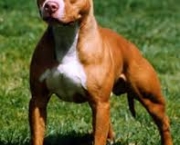 algumas-dicas-para-educar-corretamente-o-pit-bull-6