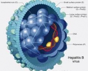 alguns-virus-que-podem-ser-transmitidos-8