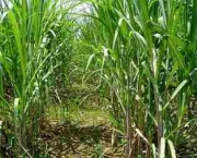 alta-do-preco-do-etanol-derruba-o-consumo-em-40-7