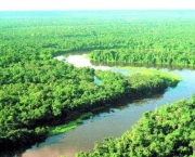 amazonia-1