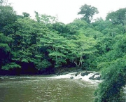 amazonia-11