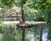 amazonia-3