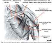 anatomia-da-mama-21