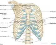anatomia-da-mama-3