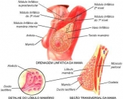 anatomia-da-mama-5