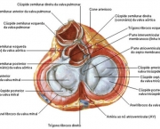 anatomia-do-coracao-11