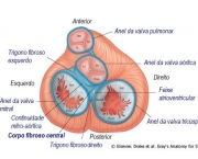 anatomia-do-coracao-14