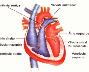 anatomia-do-coracao-16