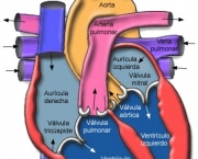 anatomia-do-coracao-9