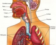anatomia-do-pulmao-11