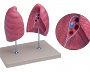 anatomia-do-pulmao-12