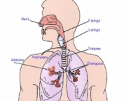 anatomia-do-pulmao-13