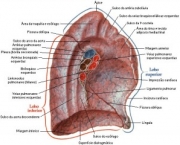 anatomia-do-pulmao-18