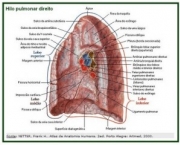 anatomia-do-pulmao-2