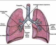 anatomia-do-pulmao-20