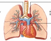 anatomia-do-pulmao-22