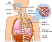 anatomia-do-pulmao-3