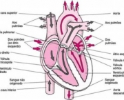 anatomia-do-pulmao-5