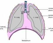 anatomia-do-pulmao-6