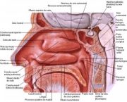 anatomia-do-pulmao-7