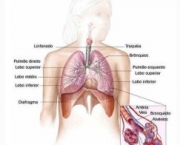 anatomia-do-pulmao-8