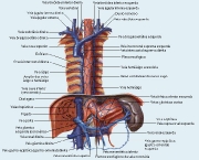 anatomia-do-pulmao-9