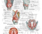 anatomia-e-musculos-da-laringe-1