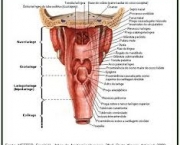 anatomia-e-musculos-da-laringe-2