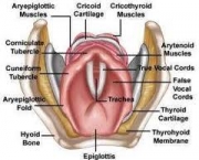 anatomia-e-musculos-da-laringe-3