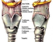 anatomia-e-musculos-da-laringe-6