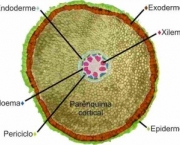 anatomia-vegetal-19