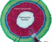 anatomia-vegetal-20