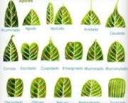 anatomia-vegetal-31