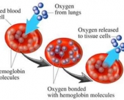 anemia-3